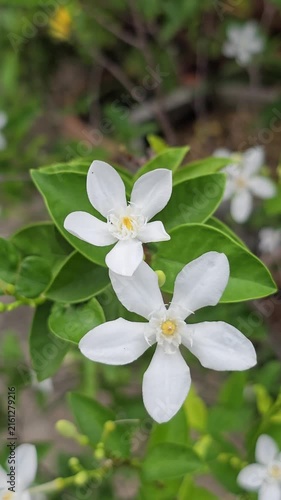 Wrightia antidysenterica flower blooming sway in the wind in garden.