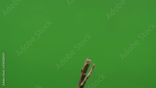 Dragonfly hovering with delicate wings against vibrant green background in cinematic motion
