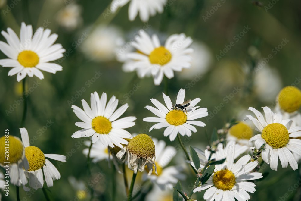 Fototapeta premium Small insect pollinating white chamomile flower in summer field macro