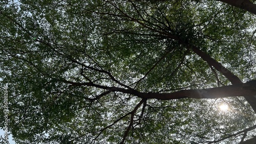 Canvastavla Majestic broadleaf tree canopy with dense green foliage and sunlight shining through the branches against a bright sky