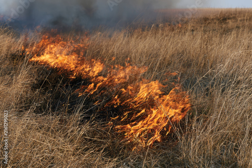 This dramatic scene captures vibrant flames consuming dry grass in an open field, reflecting the intensity and potential danger of wildfires and their environmental impact.