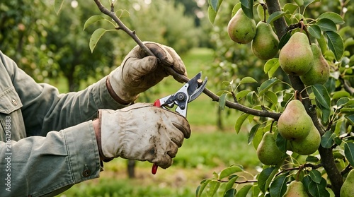 Farmer Pruning Pear Tree Branch in Orchard with Secateurs