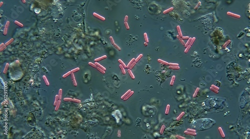 Scientific microscopic view of rod shaped Gram negative bacteria causing gastrointestinal infection background bacteria microscopic view shigellosis infection medical science biology microbiology
