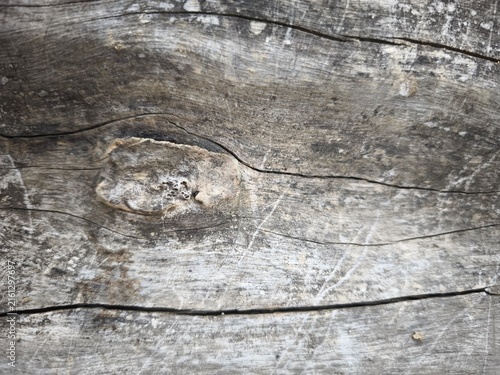Detailed close up of weathered gray tree bark with natural cracks and grain