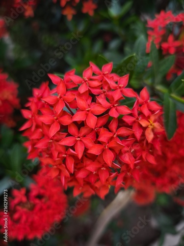 Vibrant red flower cluster blooming in a lush green garden setting