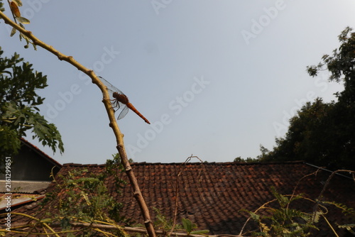Bright orange dragonfly perched on thin branch with transparent wings, natural outdoor setting against roof and foliage.