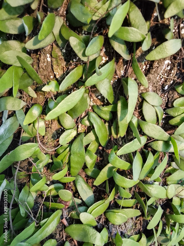 A dense cluster of Dragon's Scale Fern or Pyrrosia piloselloides, a creeping epiphytic fern, growing along the rough bark of a tree trunk