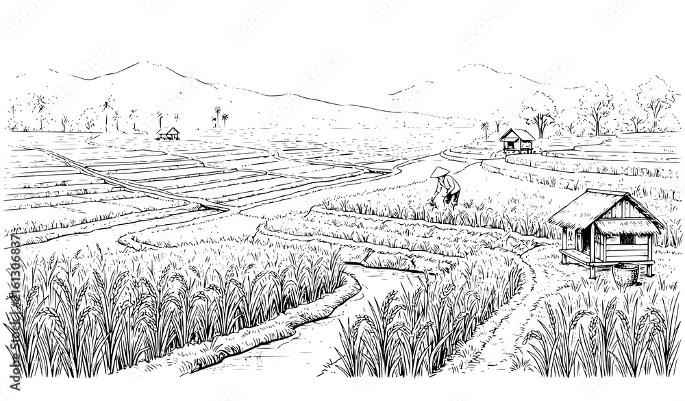 Fototapeta premium Expansive Rice Farming Paddy Field Rural Landscape Black White Vector Illustration
