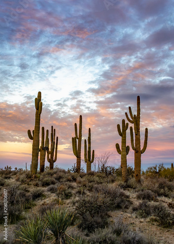 Vertical View Stand Of Saguaro Cactus Sunrise Time In Arizona Desert 