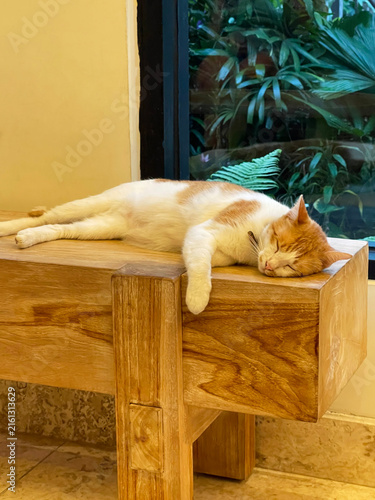 Red bicolor cat resting on wooden bench, Bali
