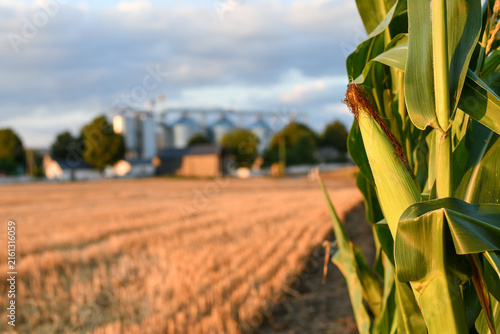 Corn plant beside harvested grain field and grain silos at golden hour in rural agricultural landscape. Selective focus. Copy space.