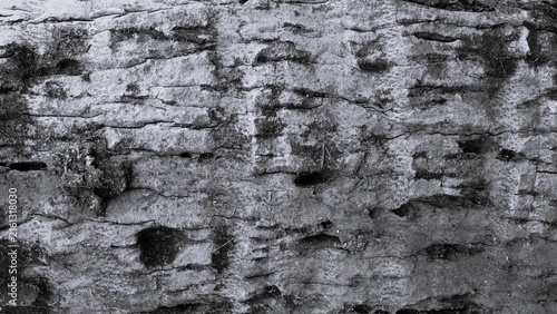 Bild auf Leinwand Monochrome close-up tree bark texture featuring rugged layers, deep grooves, cracks, and natural weathering for an organic rustic background