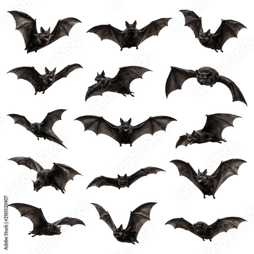 bats vector set