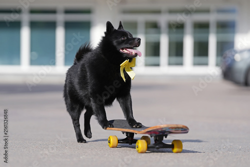 Сute Schipperke dog with a yellow bow around its neck posing outdoors with a skateboard walking with its front paws on the skateboard