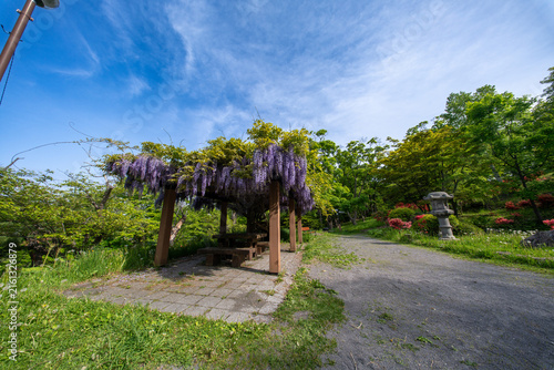 小樽公園　藤棚　つつじ　　花　北海道