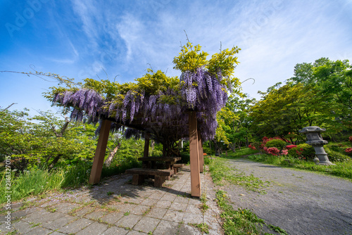 小樽公園　藤棚　つつじ　　花　北海道