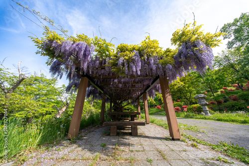 小樽公園　藤棚　つつじ　　花　北海道