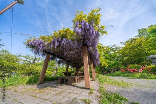 Tapety artystyczne 小樽公園 藤棚 つつじ 花 北海道