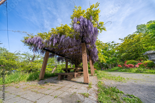 小樽公園　藤棚　つつじ　　花　北海道