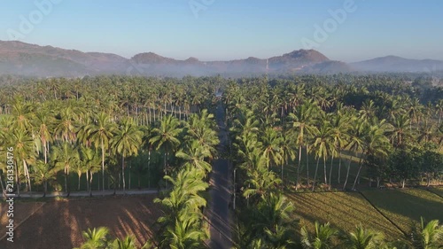 Aerial drone shot of scenic countryside road with green coconut palm trees between harvested brown rice fields in Bali Indonesia during summer morning
