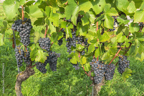 Grapevine with red grapes, close-up, Klettgau wine region, Canton of Schaffhausen, Switzerland