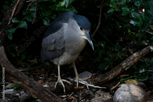 Foto The Black-Crowned Night Heron (Nycticorax nycticorax).