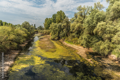 Low water levels at the Altrhein with storks in the dry riverbed during a period of extreme low water near Ketsch, Rhein-Neckar-Kreis, Germany