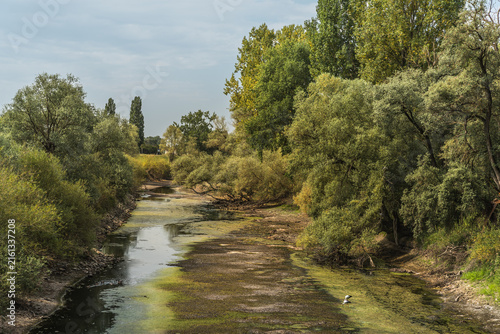 Low water levels at the Altrhein with storks in the dry riverbed during a period of extreme low water near Ketsch, Rhein-Neckar-Kreis, Germany
