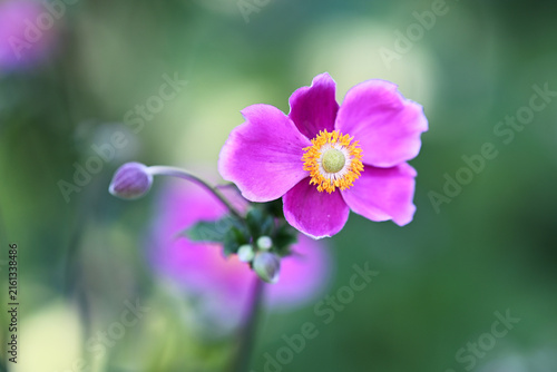 Fotografía Anemone flower blooming against a soft blurred green background