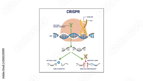 CRISPR Cas9 Gene Editing Technology Vector Diagram Showing DNA Strand Modification Guide RNA Deleting Inserting Genes for Medical Engineering and Biotechnology Education