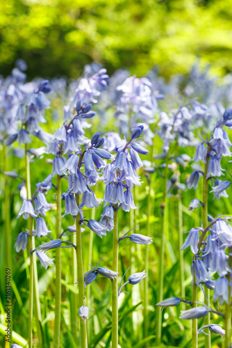 Fotografie Scilla campanulata flowers blooming in the forest.