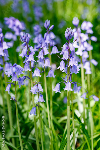 Foto Scilla campanulata flowers blooming in the forest.