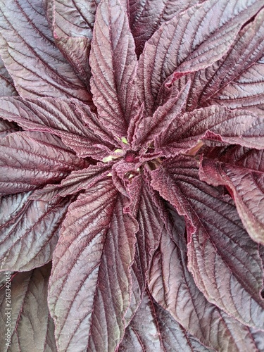Close-up Top View of Red Amaranth Plant Leaves