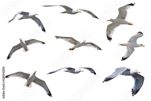 Different images of seagulls soaring in the sky. Seagull is the symbol of Burgas Eurovision 2027. PNG file.