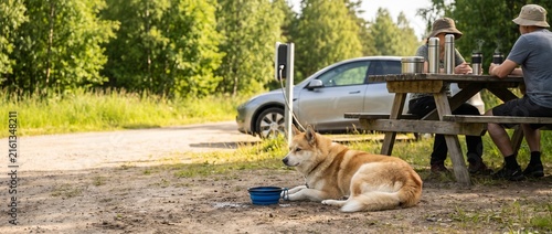 Dog resting beside a picnic table near an electric SUV at an EV charging station, pet friendly road trip, outdoor relaxation, sustainable travel, travel break.