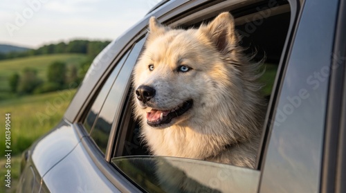 Husky samoyed dog leaning out car window with green hills and sunset in background, pet road trip travel concept.