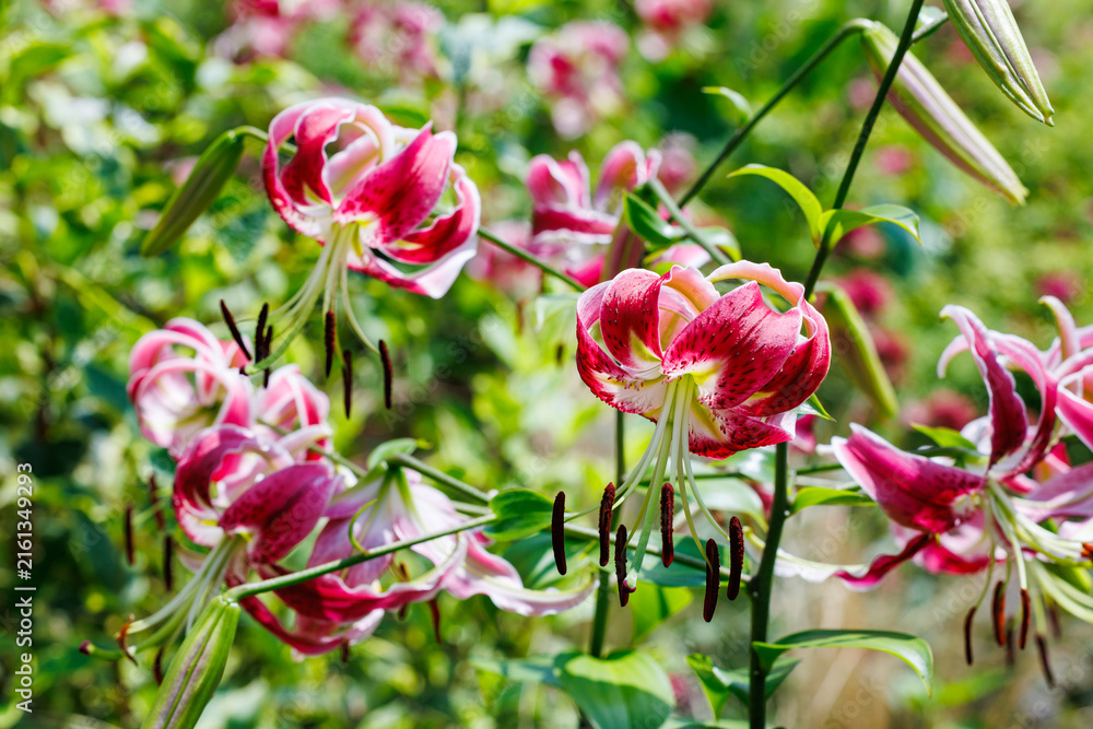 Obraz premium Showy lily flowers blooming beautifully in the early summer garden.