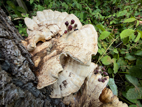 фотографія Large bracket fungi on tree with wild blackberries