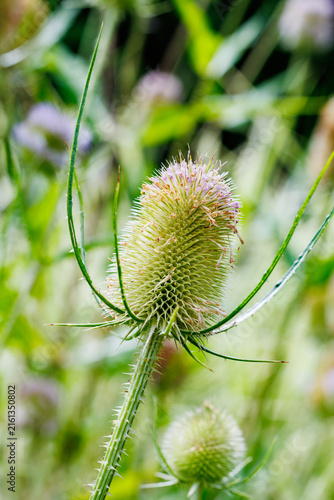 Quadro su tela Seeds of the Teasel grown in the early summer garden.