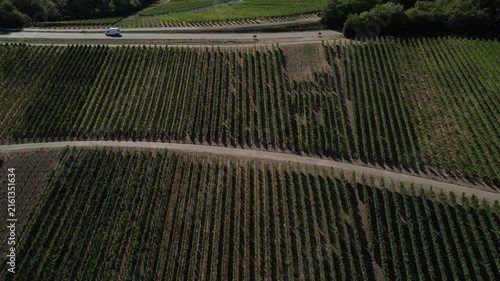 Smooth aerial panorama showcasing extensive vineyards in a picturesque summer landscape with perfect weather.