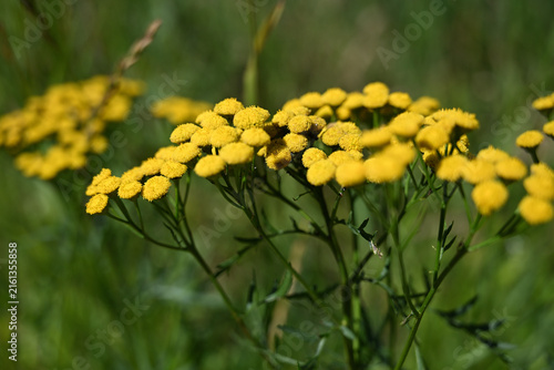 Tansy, Tanacetum, is a perennial plant with yellow flowers.