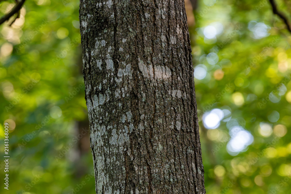 Obraz premium Bark on a sugar maple tree trunk (Acer saccharum) in rural Dunn County, Wisconsin.