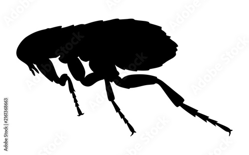Cuadro en lienzo Silhouette of a flea