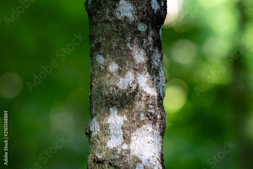 Lichen on a sugar maple tree trunk (Acer saccharum) in rural Dunn County, Wisconsin.