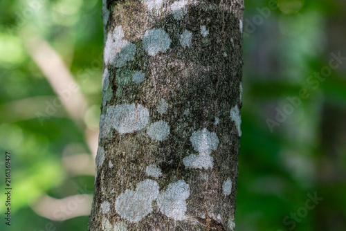 Close-up of pale lichen on a sugar maple trunk (Acer saccharum) in Dunn County, Wisconsin.