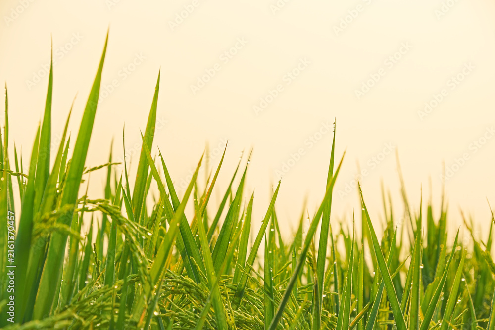 Fototapeta premium Green rice plants with fresh morning dew drops against a clear bright sky background in paddy field