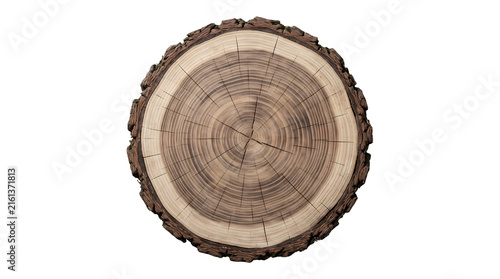 Cross-section of tree trunk with visible annual growth rings for nature and science projects