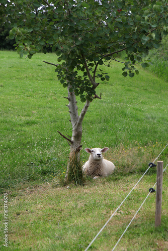 schaf liegt unter einem kleinen bäumchen auf der weide