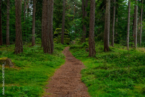 Winding dirt path leading through dense green forest with tall pine trees and mossy rock formations in summer.