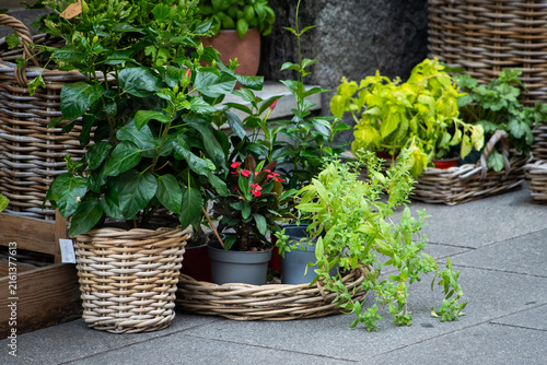 Various Green Potted Plants and Herbs in Wicker Baskets Outside a Flower Shop garden. Flowers sale